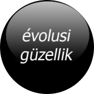 Evolusi Güzellik